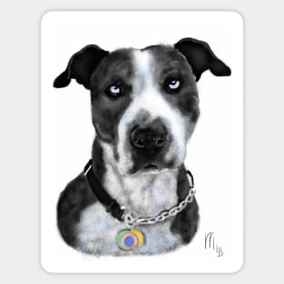 Pit Bull with Blue Eyes Sticker